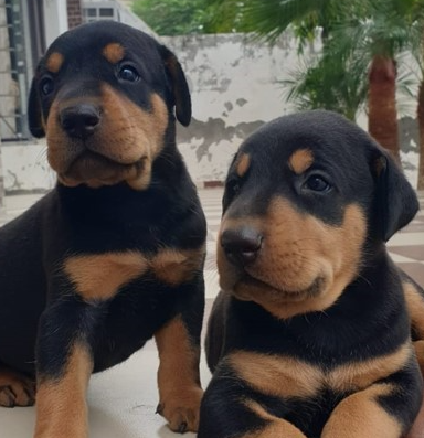 Buy Male Doberman Puppy from Bangalore